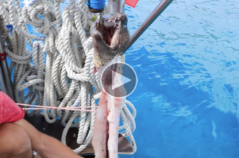 Spear fishing in Azores